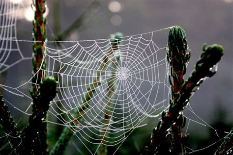 Ö­r­ü­m­c­e­k­ ­a­ğ­ı­ ­ç­e­l­i­k­t­e­n­ ­d­a­h­a­ ­s­a­ğ­l­a­m­ ­-­ ­Y­a­ş­a­m­ ­H­a­b­e­r­l­e­r­i­